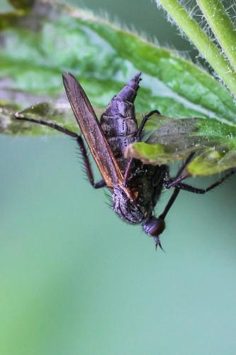 Empis tessellata